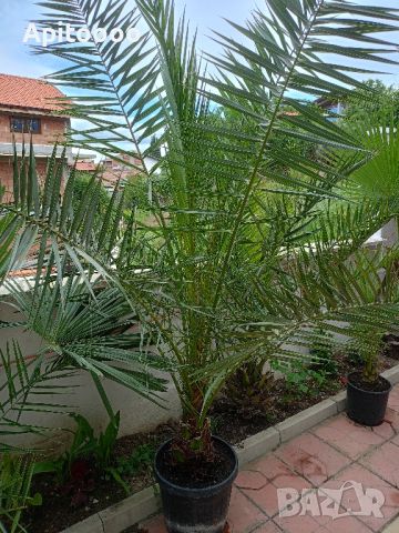 канарска финикова палма вис. над 2 м