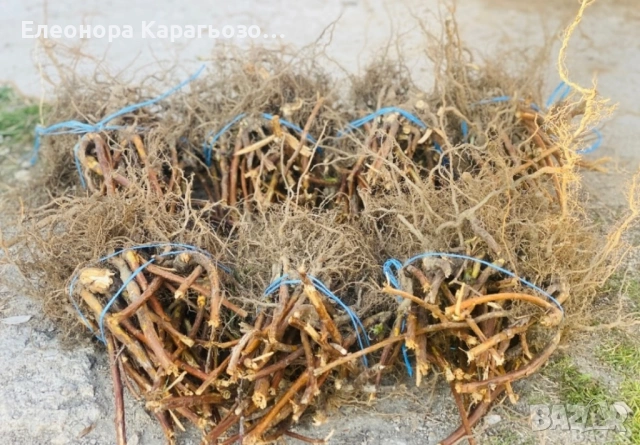 Качествен разсад ягоди и налини, снимка 3 - Разсади - 53900877