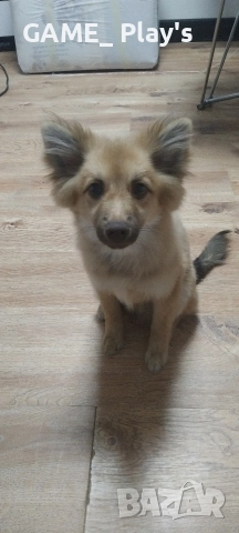 Немски шпиц за продажба спешно!!!