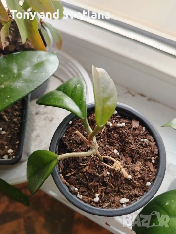 Стайни цветя- Хоя /Восъчниче (Hoya Carnosa), Сансевиера мини, Хлорофитум, Традесканция Зебрина
