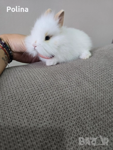 Мини лъвска глава 