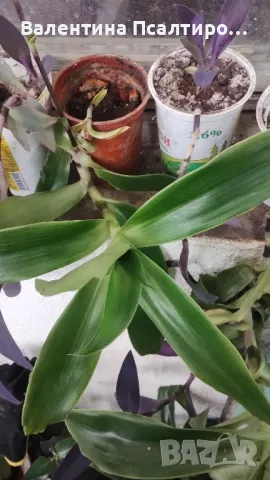 Ароматна кализия , снимка 1