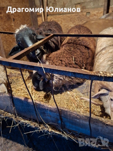 Продавам 5 овена 1 шиле 2 овце , снимка 2 - Овце - 53956553