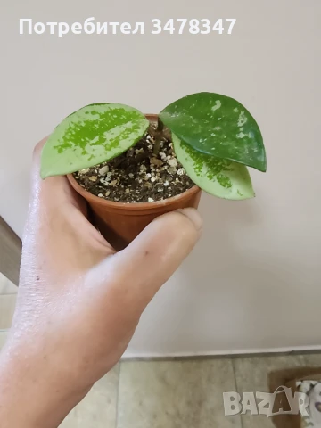 Хоя 074, снимка 2 - Стайни растения - 50673209