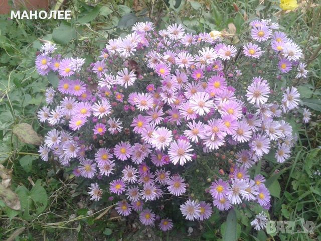 Астри  -звездел, снимка 1 - Градински цветя и растения - 45493965