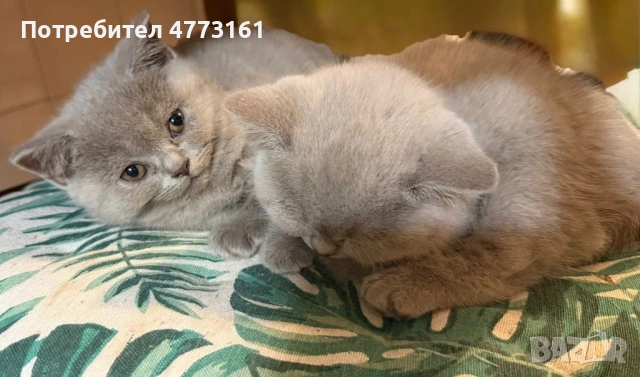 Британски Късокосмести котенца, снимка 13 - Британска късокосместа - 53928037