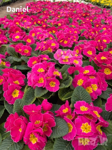 Иглика, снимка 7 - Градински цветя и растения - 53354409