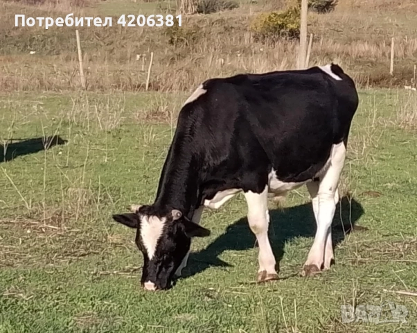 Продавам мъжко теле!, снимка 3 - Крави - 52179304