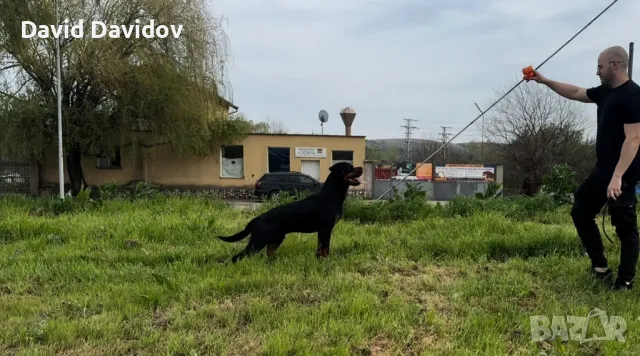 Ротвайлерчета По FCI Стандарт Ротвайлер, снимка 10 - Ротвайлер - 47602083