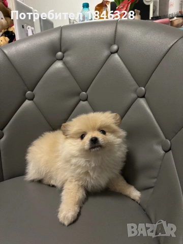 Померан, снимка 5 - Померан - 53185683
