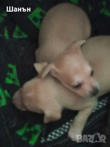 Продавам пинчери, снимка 2 - Пинчер - 53633730