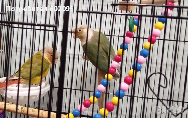 двойка папагали пирура молина, снимка 4 - Папагали - 53486301