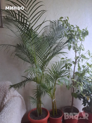 Продавам палма Арека висока 1.5 метра цена 150лв, снимка 2 - Стайни растения - 50956826
