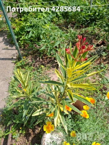 олеандър ,лян ,вариегатен, снимка 5 - Градински цветя и растения - 47810187