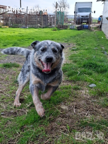 Продавам Кеталдог, снимка 6 - Други - 52574446