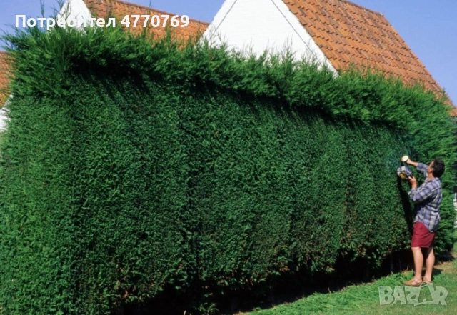 Градинарски услуги, озеленяване, подрязване на жив плет и почистване, снимка 3 - Други услуги - 53899227