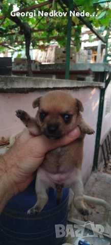Продавам чихо мини пинчери, снимка 1