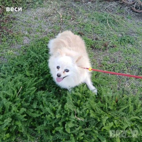 Женска Шпицка , снимка 3 - Померан - 52166556