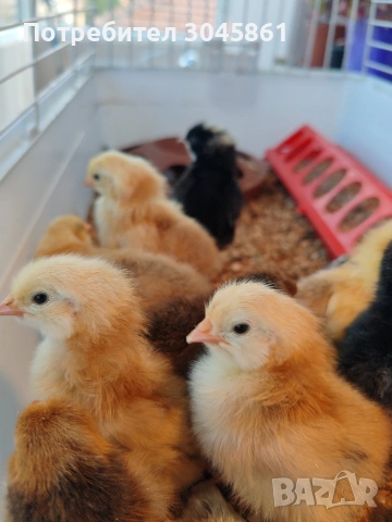 Орпингтон порцелан , снимка 5 - Кокошки и пуйки - 53690461