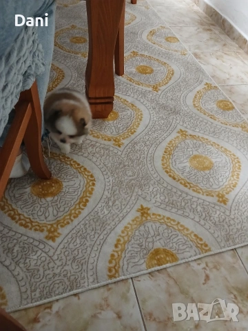 Mini Pomeran, снимка 3 - Померан - 53109109