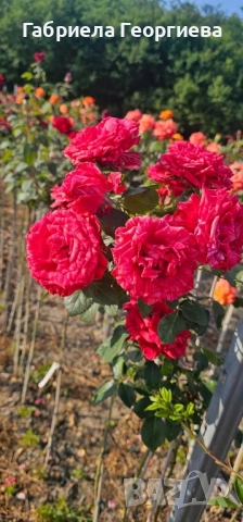Щамбови рози на гол корен , снимка 6 - Градински цветя и растения - 52324650