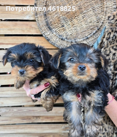 Йоркширски териери , снимка 8 - Йоркширски териер - 52773341