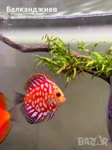 Продавам  дискуси