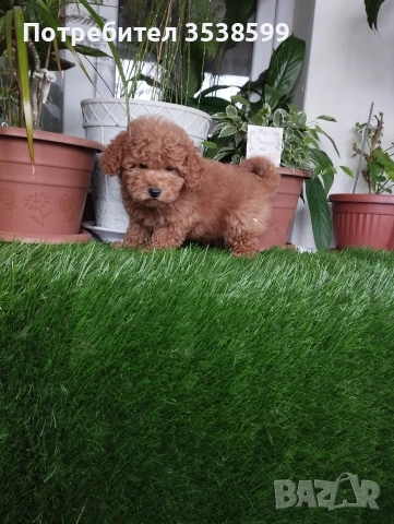 Мини Пуделчета., снимка 6 - Пудели - 52898082