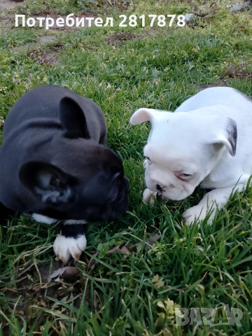 френски булдочета , снимка 4 - Френски булдог - 53405484