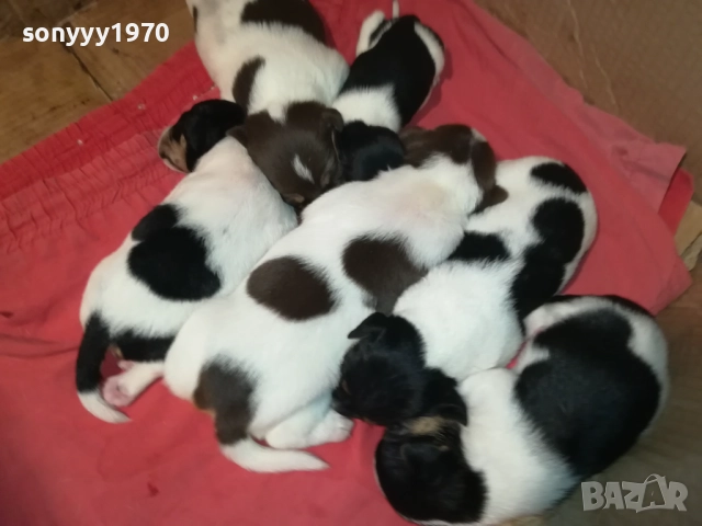 ДЖАК РЪСЕЛ-250ЛВ ЗА СЛАДКО КУТРЕ ПО ИЗБОР 2708251117, снимка 12 - Джак ръсел териер - 51505975