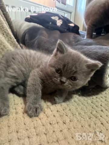 Британски момченца , снимка 5 - Британска късокосместа - 54283945