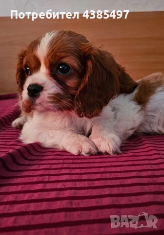 Кавалер Кинг Чарлз Шпаньол мъжко и женско , снимка 4 - Кавалер кинг чарлз шпаньол - 53288486