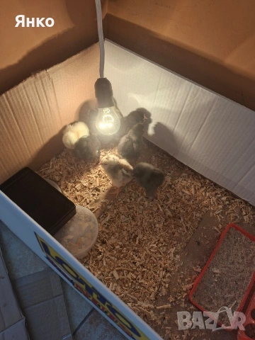 Разплодни яйца, снимка 9 - Кокошки и пуйки - 54241961