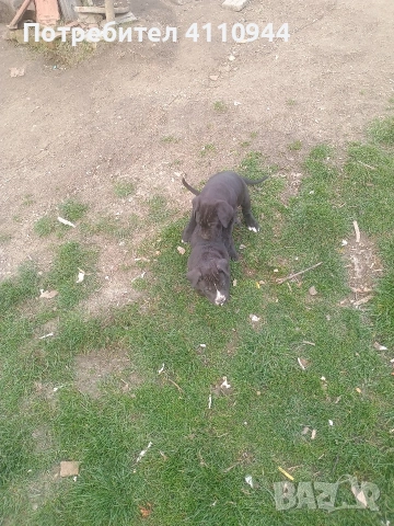 Кане Корсо продавам , снимка 8 - Други - 53699451