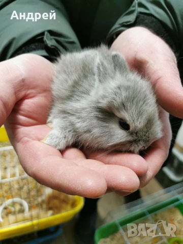 Мини декоративни зайчета, снимка 2 - Декоративни зайчета - 53425212