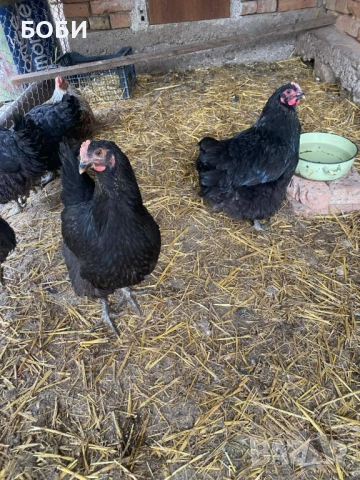 Ярки домашни, снимка 2 - Кокошки и пуйки - 53923544