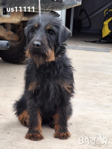 женски ягдтериер , снимка 2 - Ягдтериер - 53744844