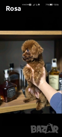 Продавам пудел , снимка 3 - Пудели - 52582556