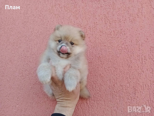 Мъжки Померан. Реални снимки от 31.03.26 г. 