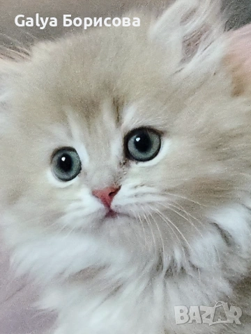 Британски родословни котенца  лилаво злато , снимка 10 - Британска късокосместа - 53502654