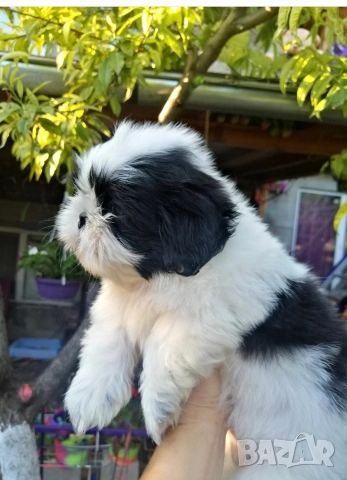 малки бебета Ши тцу , снимка 3 - Ши Тцу - 52835451