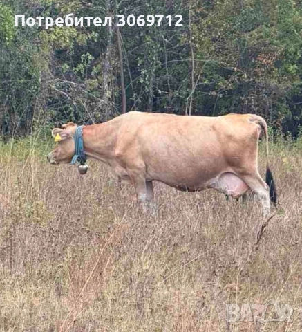 Продавам крава Джерсей, снимка 1