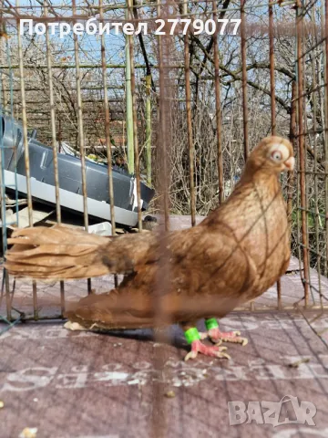 Варненски и плевенски гълъби, снимка 3 - Гълъби - 42824913