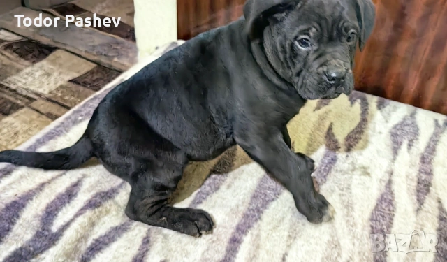 Кане корсо , снимка 2 - Кане корсо - 53057547