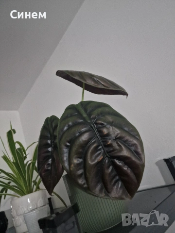 Alocasia cuprea / Алоказия купрея, снимка 2 - Стайни растения - 53542190