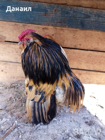 Грюбе, снимка 5 - други­ - 53823897