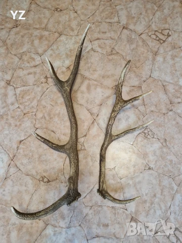 рога от елен, снимка 4 - Други - 50779306