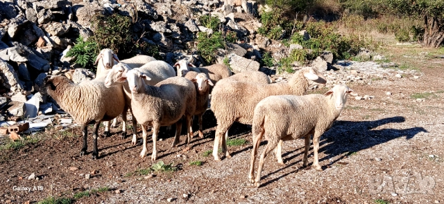Свободни овце и агнета!, снимка 1