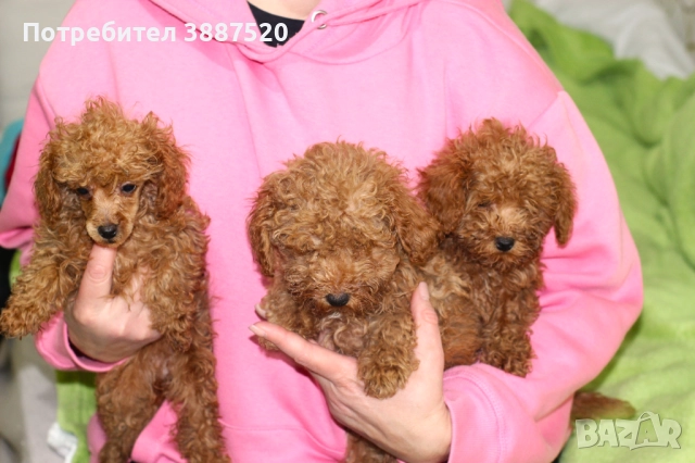 Той пуделчета от родословни родители 