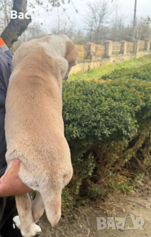 Алабай, снимка 10 - Алабай - 54183559